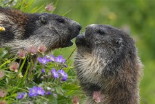 Imagen de Marmota alpina