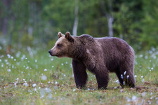 Imagen de Oso pardo