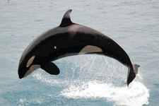 Imagen de Orca común
