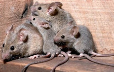 foto de Raton casero Imagen de Raton casero