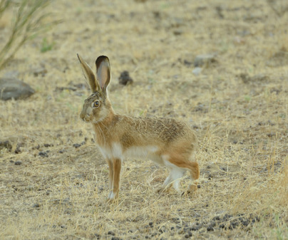 foto de Liebre ibérica Imagen de Liebre ibérica