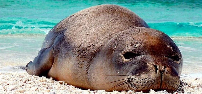 Imagen de Foca monje