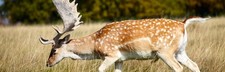 foto de Gamo Europeo Imagen de Gamo Europeo