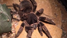 Imagen de Tarantula goliat