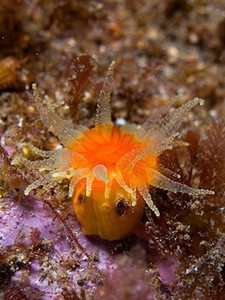 foto de Balanophyllia regia Imagen de Balanophyllia regia