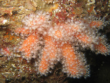 Imagen de Alcyonium glomeratum