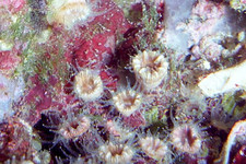 Imagen de Coral Caryophylla inornata