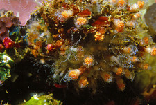 Imagen de Clavuraria crasa