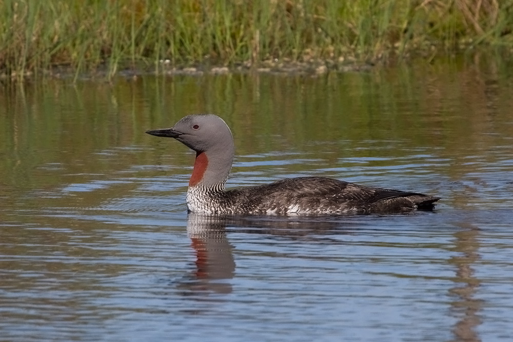 Imagen de Gavia stellata