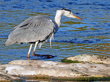 Imagen de Ardea cinerea