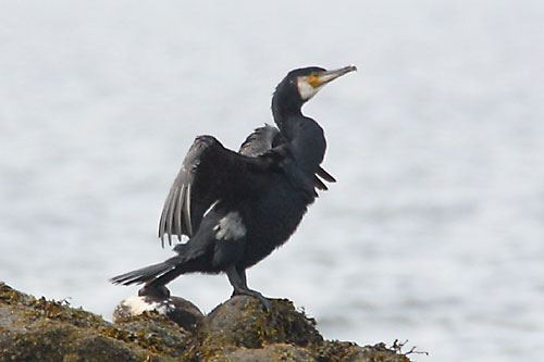 Imagen de Phalacrocorax carboPhalacrocorax carbo