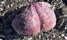 foto de Spatangus purpureus Imagen de Spatangus purpureus