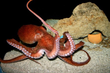 Imagen de Pulpo gigante del pacifico