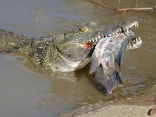 Imagen de Cocodrilo del Nilo