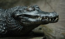 Imagen de Caiman negro