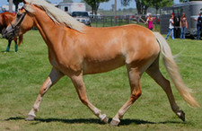 foto de Caballo Halfinger Imagen de Caballo Halfinger