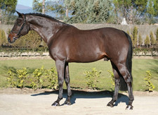 foto de Caballo Holstein Imagen de Caballo Holstein