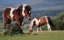 Imagen de Poni Dartmoor