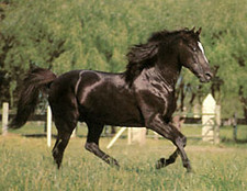 foto de Caballo azteca Imagen de Caballo azteca