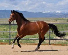 foto de Caballo hunter irlandés Imagen de Caballo hunter irlandés