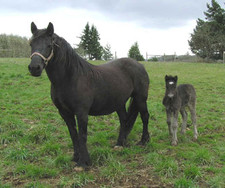 foto de Caballo Dalés Imagen de Caballo Dalés