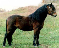 Imagen de Caballo Dartmoor
