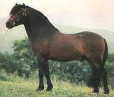 foto de Caballo dole Imagen de Caballo dole