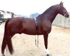 foto de Caballo Hackney Imagen de Caballo Hackney