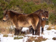 Imagen de Poni Exmoor