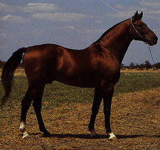 Imagen de Caballo Darashouri