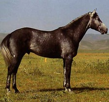 foto de Caballo Karabair Imagen de Caballo Karabair