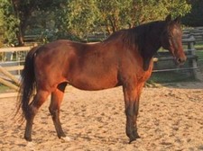 foto de Caballo Kabardin Imagen de Caballo Kabardin