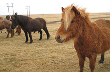 Imagen de Caballo de Islandia