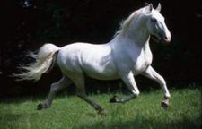 foto de Caballo Kladruber Imagen de Caballo Kladruber