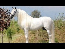 Imagen de Caballo andaluz