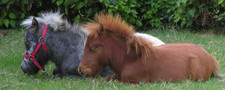 foto de Caballo falabella Imagen de Caballo falabella
