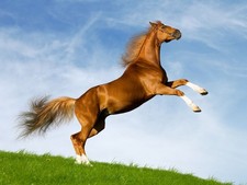 foto de Caballo bavaro Imagen de Caballo bavaro