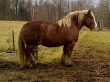 foto de Caballo sueco Imagen de Caballo sueco
