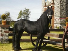 foto de Caballo frisón Imagen de Caballo frisón