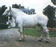 foto de Caballo boloñes Imagen de Caballo boloñes