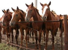 foto de Caballo Budyonny Imagen de Caballo Budyonny