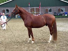 foto de Caballo Fredericksborg Imagen de Caballo Fredericksborg