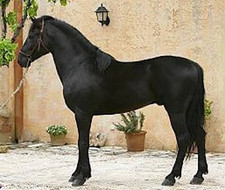 foto de Caballo mallorquín Imagen de Caballo mallorquín
