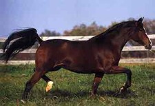 foto de Caballo de silla frances Imagen de Caballo de silla frances