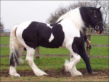 foto de Caballo Cob Galés Imagen de Caballo Cob Galés