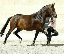 foto de Caballo Trakehner Imagen de Caballo Trakehner