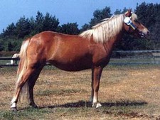 foto de Caballo Gotland Imagen de Caballo Gotland