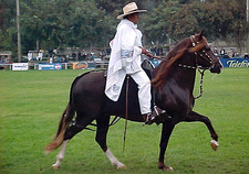 Imagen de Caballo de paso peruano