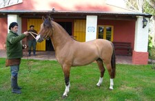 Imagen de Caballo Criollo