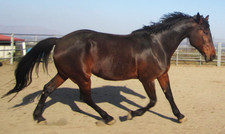 foto de Caballo Standardbred Imagen de Caballo Standardbred